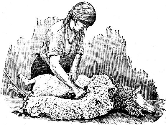 Рис. 23. Стрижка овцы