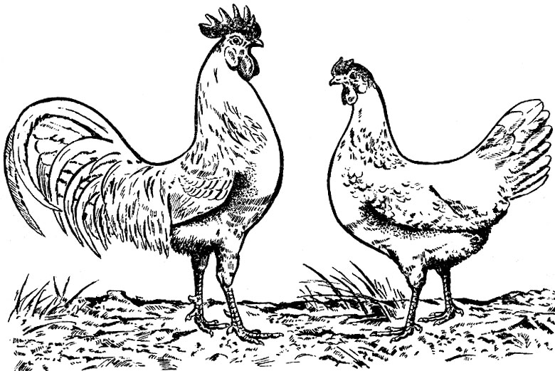 Рис. 1. Петух и курица породы леггорн