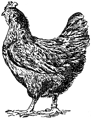 Рис. 2. Курица породы род-айланд