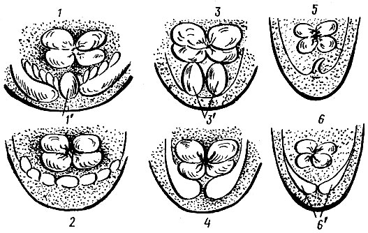 Рис. 19. Половые органы суточного молодняка: 1 - петушка (наличие круглого бугорка - 1'); 2 - курочки (складка клоаки без выпуклостей); 3 - индюка (наличие двух бугорков - 3'); 4 - индейки (уплощенные полушария); 5 - селезня; 6 - уточки (уплощенные полушария -6')