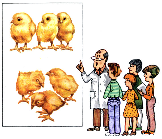 Учитесь отличать больных цыплят от здоровых