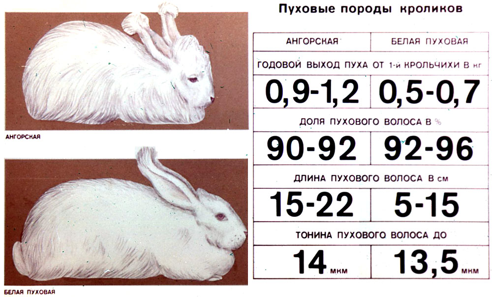 Пуховые породы кроликов