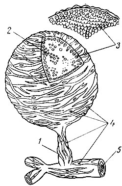 Рис. 2. Схема строения альвеолы молочной железы: 1 - выводной канал; 2 - жировые шарики в полости альвеолы; 3 - железистые клетки; 4 - сеть звездчатых клеток миоэпителия; 5 - молочный канал
