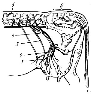 Рис. 4. Схема иннервации вымени коров (по Г. И. Азимову): 1 - передний паховой нерв; 2 - задний паховой нерв; 3 - подвздошный паховой нерв; 4 - наружный семенной нерв; 5 - первый поясничный позвонок; 6 - крестцовые позвонки