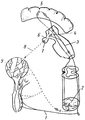 Рис. 7. Схема нейрогормонального рефлекса молокоотдачи (по М. Г. Заксу, 1958): 1 - афферентные волокна задних корешков; 2 - дорсальные и боковые канатики спинного мозга; 3 - медиальные петли продолговатого мозга; 4 - супраоптические ядра гипоталамуса; 5 - кора больших полушарий; 6 - супраоптикогипофизарный тракт; 7 - нейрогипофиз; 8-действие окситоцина, выделяемого нейрогипофизом; 9-миоэпителий альвеол
