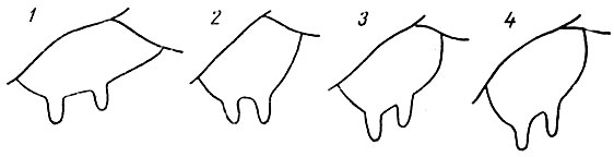 Рис. 13. Прикрепление вымени к брюху коровы: 1 - плотное; 2 - недостаточно плотное; 3-несколько отвисшее; 4 - отвисшее