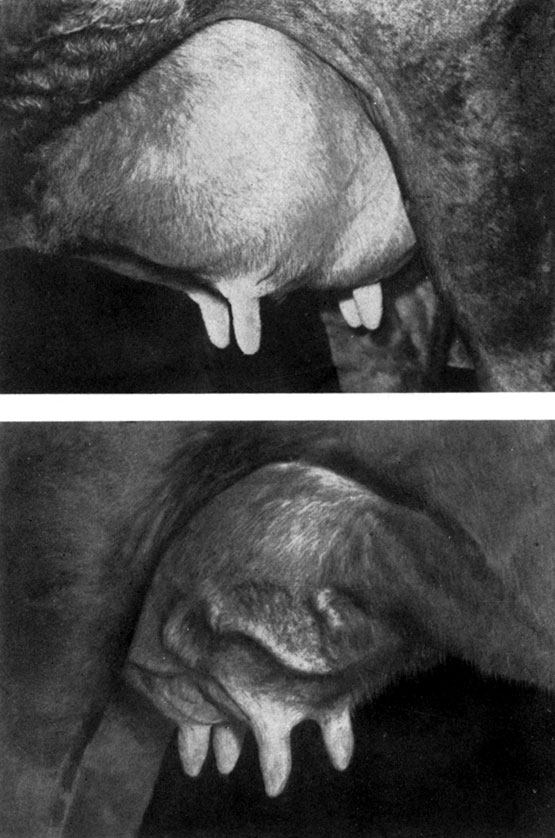 Ваннообразное вымя, плотно прикрепленное (вверху); напряжен-ную деятельность молочной железы отражают хорошо видимые подкожные вены (внизу)