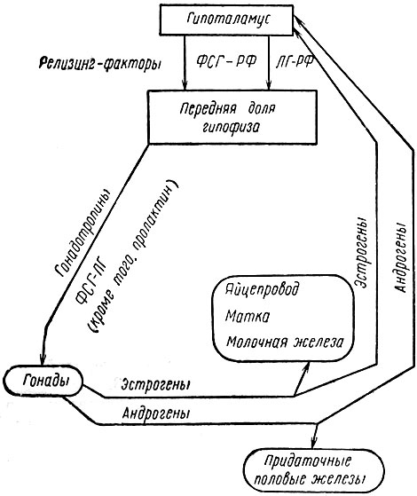 Рис. 3. Схема гормональной регуляции половых функций (по Каргу, 1966)