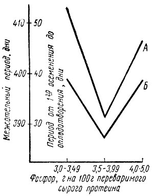 Рис. 11. Продолжительность межотельного периода (А) и интервал от первого осеменения до оплодотворения (Б) в зависимости от соотношения фосфор : переваримый сырой протеин в рационе при избытке фосфора более 10 г на животное в день (по Конерманну)