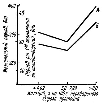Рис. 12. Продолжительность межотельного периода (А) и интервал от первого осеменения до оплодотворения (Б) при различном соотношении Са : переваримый сырой протеин в рационе коров (по Конерманну)