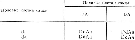 Родители и их генетическая формула. DDAA серый великан Х венский голубой