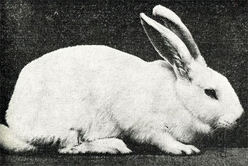 Рис 15. Кролик породы белый великан