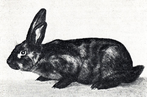 Рис. 20. Кролик породы советский мардер
