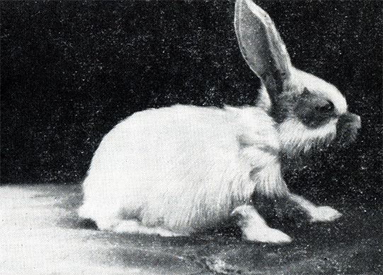 Рис. 3. Кролик, больной трихофитией - очаги на коже головы и лап (фото О. В. Кузнецовой)