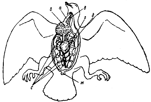 Рис. 6. Внутренние органы голубя: а - пищевод; б - зоб; в - трахея; г - легкие; е - воздухоносные мешки; ж - клоака