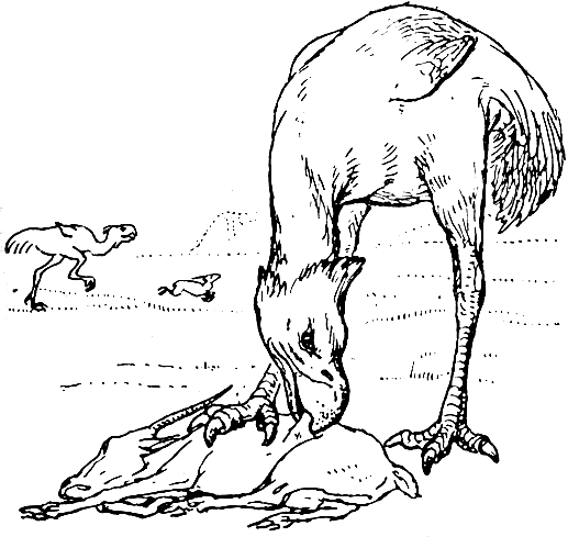 Рис. 11. Древняя вымершая птица фороракос (высота. 1,5 метра)