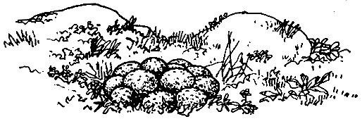 Рис. 13. Гнездо белой куропатки
