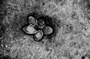Фото 6. Клетки гриба Histoplasma farciminosum на месте распавшегося лейкоцита в гное больной лошади. Видна двуконтурность оболочки. X 1000. Ориг