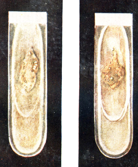 Фото 8. Первичная культура Histoplasma farciminosum. Заметны округлые, полупрозрачные колонии размером с булавочную головку. Рост на тридцатые сутки на печеночном агаре при 28-30° Ц. Натуральная величина. Рисунок Королевой. Ориг
