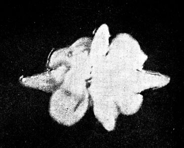 Фото 21. Анаэробная культура Actinomyces bovis в толще столбика агаровой питательной среды. Колония желтовато-белая с клинообразными выступами. По внешнему виду напоминает бактериальную колонию. Увеличено. По Генрици