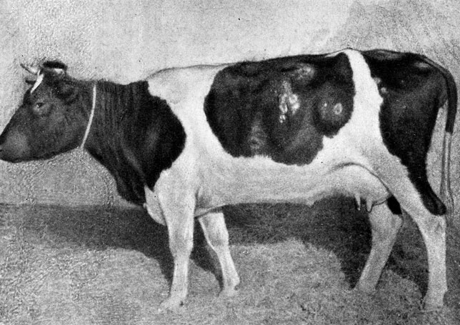 Фото 24. Клиника стригущего лишая у коровы. Заметны сильно пораженные участки кожи. Ориг