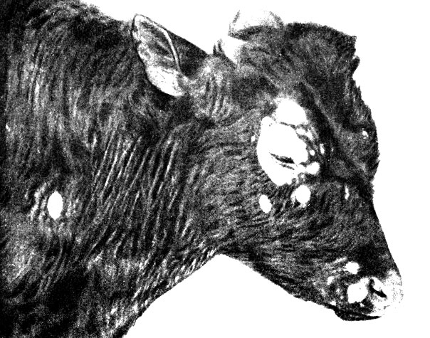 Фото 25. Стригущий лишай головы у бычка; особенно сильное поражение вокруг глаз. Ориг