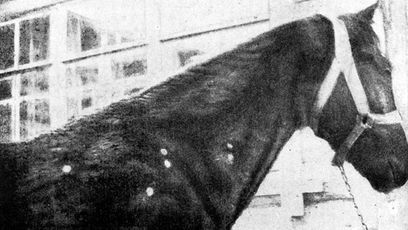 Фото 33. Стригущий лишай лошади. Пораженные участки кожи на шее и предплечье. Ориг