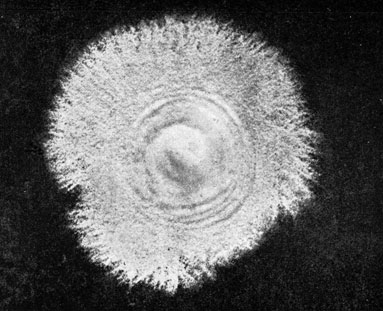 Фото 35. Колония Trichophyton gypseum asteroidesudi сусло-агаре. Плоская, желтовато-белая, порошистая, по краям лучистая, в центре возвышенная. Рост при 26-28° Ц. Натуральная величина. Ориг