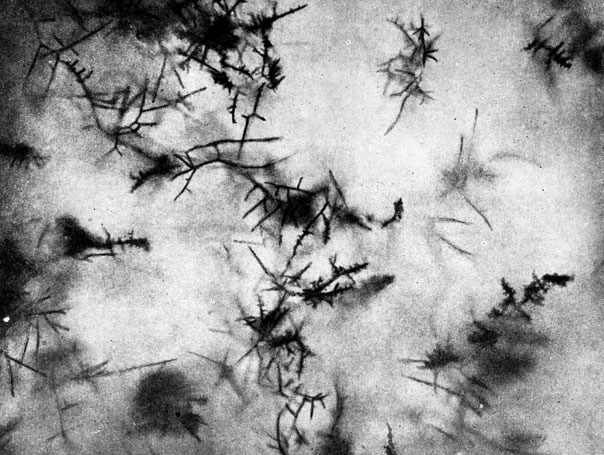 Фото 38. Гроздьевидные скопления алейроспор в двухнедельной культуре Trichophyton gypseum asteroids на сусло-агаре. Край колонии. X 100. Ориг