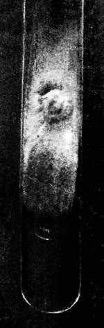 Фото 43. Десятидневная культура Microsporum lanosum на глюкозном агаре. Колония желтовато-белая со стелющимся мицелием, в центре пуговчатая. Рост при 28° Ц. Ориг