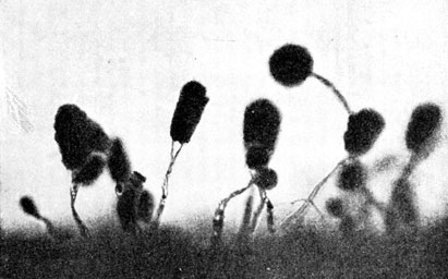 Фото 63. Удлиненные черно-зеленые споровые головки на конидиеносцах гриба Aspergillus fumigatus на соломе. X 100. Ориг