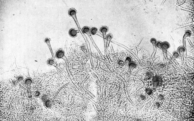 Фото 64. Скученные конидиеносцы (длина до 300, ширина 2-3), поднимающиеся от мицелия трехдневной культуры гриба Aspergillus jumigatus на агаре Чапека. Рост при 37° Ц. Препарат в капле воды. X 200. Ориг