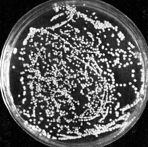 Фото 71. Молодно-белые округлые колонии Candida albicans в чашке Петри на сусло-агаре; их диаметр 1-1,5 мм. Рост при 28-30° Ц на вторые сутки. Натуральная величина. Ориг