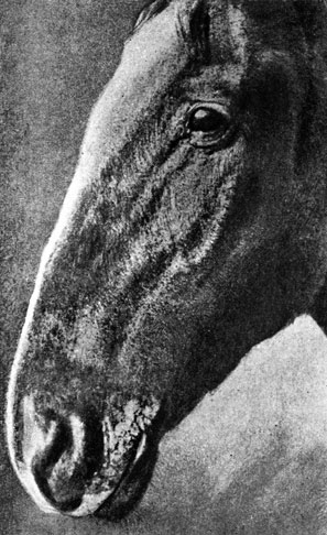 Фото 84. Первичные признаки стахиботриотоксикоза у лошади. Появление на губах лошади на третьи сутки после поедания пораженной соломы поверхностных корочек. По Саркисову