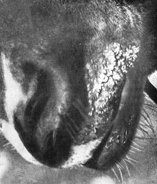 Фото 84 а. Корочки и шелушения, появившиеся на губах лошади при стахиботриотоксикозе в процессе кормления соломой, пораженной токсичным грибом Stachybоtrys alternans. По Саркисову