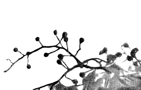 Фото 86. Черные споровые головки Stachybotrys alternans на концах конидиеносцев, образовавшихся симподиально на мицелии гриба. Рост на соломе. х 100. Ориг
