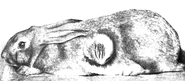 Фото 106. Некроз кожи у кролика на месте нанесения эфирной вытяжки культуры Fusarium sporotrichioides. Кожная реакция на 7-е сутки. По Саркисову