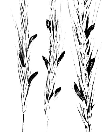 Claviceps purpurea (фото 123-143) [1953 - - Атлас грибов, патогенных для  сельскохозяйственных животных и птиц]