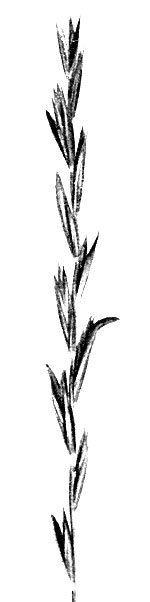 Фото 125. Пырей ползучий (Agropyrum repens), пораженный спорыньей. Из колосков выдаются слегка изогнутые рожки спорыньи. Натуральная величина. По Саркисову