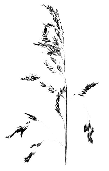 Фото 128. Мятлик луговой (Роа pratensis), пораженный спорыньей. Заметны склероции гриба, образовавшиеся в колосках. Натуральная величина. По Сарписову