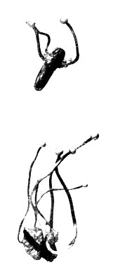 Фото 132. Проросшие склероции Claviceps purpurea. Головчатые стромы (сумчатая стадия), сидящие на длинных (2-4 см) ножках. Диаметр головок 1,5-2 мм. Натуральная величина. Ориг