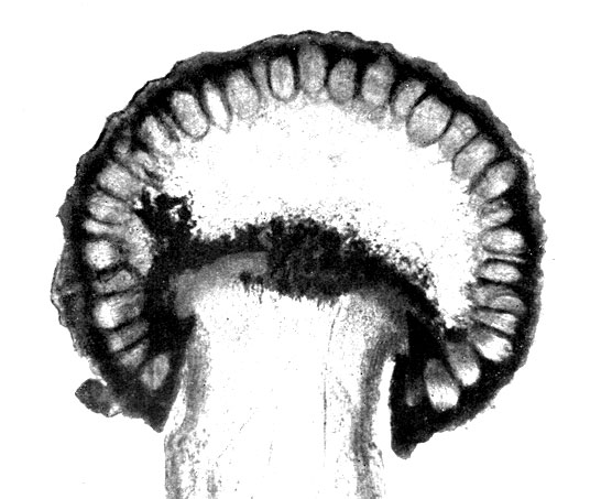 Фото 135. Продольный разрез головки стромы Сlaviceps purpurea (деталь). По периферии головки тесно расположены в ряд яйцевидные плодовые тела - перитеции. X 35. Ориг