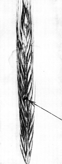 Фото 139. Колос ржи с каплями 'медвяной росы' - конидиальной стадии Claviceps purpurea (Sphacelia segetum). Натуральная величина. Ориг