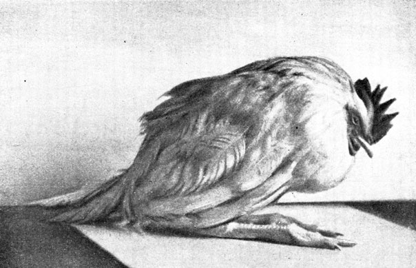 Фото 142. Петух после поедания зерна, содержащего склероции спорыньи (пал через три дня). По Саркисову