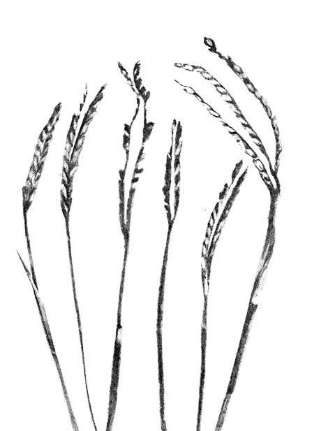 Фото 153. Колосья пальчатой травы с конидиальной (неядовитой) стадией Сlaviceps paspali, предшествующей образованию стадии склероциев. Колосья покрыты черным налетом - 'чернью'. Натуральная величина. Ориг