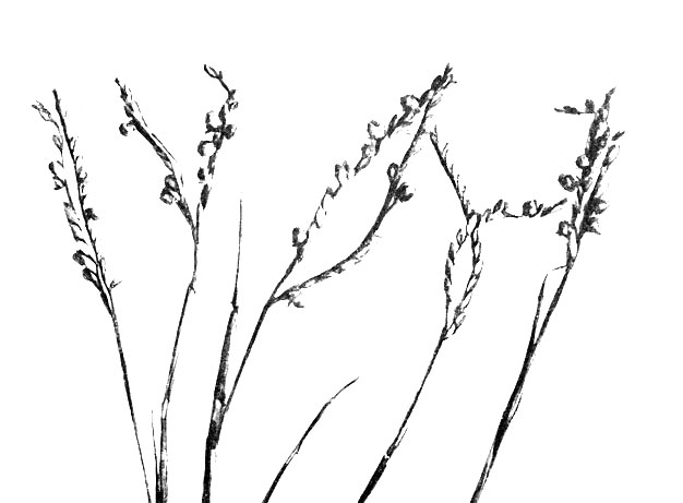 Фото 154. Пальчатая трава со склероциями (ядовитыми) Claviceps paspali. Склероции образовались в завязях цветов. Натуральная величина. Ориг
