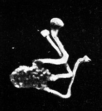 Фото 157. Прорастание склероция Claviceps paspali. На склероции появились желтоватые округлые стромы (сумчатая стадия гриба), сидящие на ножках. Длина ножки 5-10 мм, ширина 3-3,2 мм. X 5. По Барджеру