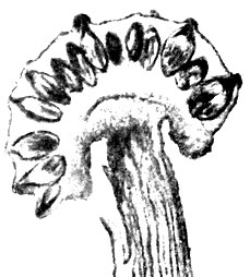 Фото 158. Продольный разрез стромы Claviceps paspali. На разрезе видны многочисленные яйцевидно-овальные плодовые тела - перитеции, содержащие сумки с сумкоспорами. Длина перитециев 289-351, ширина 130-170. X 45. По Барджеру