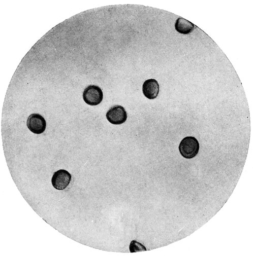 Фото 163. Споры твердой головни ячменя Ustilago hordei Bref., округлые, буро-оливковые, с гладкой оболочкой; их диаметр 5,5-7,5. X 1000. Ориг