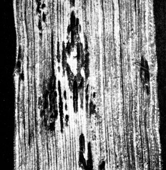 Фото 164. Лист овса с подушечками телеитоспор (зимних спор)корончатой ржавчины Puccinia coronifera Kleb. Подушечки черные,выпуклые, блестящие, часто сливающиеся. X 5. Ориг